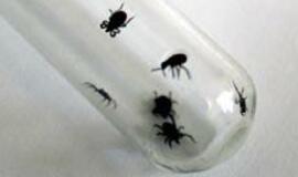 Erkės ramesnės, bet vis tiek pavojingos