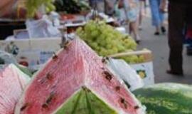 Po širšių atakų - medikų apgultis 