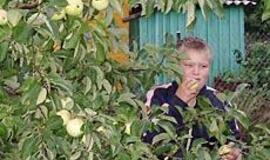 Liepa sode: darbų įkarštis