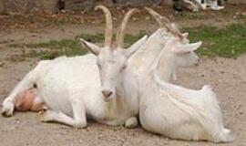 Vilkynės istorijos: gyvenimas tarp žvėrių