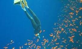 Paslaptingi gelmių garsai