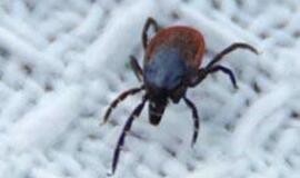 Grybautojų laukia suaktyvėjusios erkės