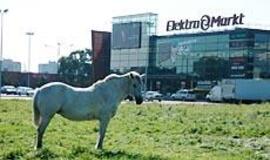 Klaipėdiečiai mato baltą arklį 