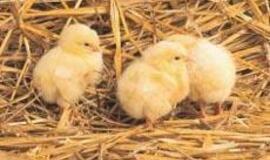 Viščiukai suskaičiuoti