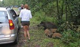 Paskutiniai Neringos šernų pakriuksėjimai