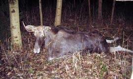 Beglobių gyvūnų niekas negaudys