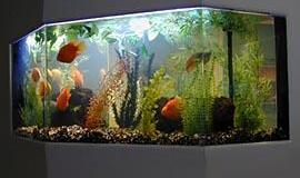 Interjero ašis - akvariumas