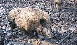 Laiškai iš miško: kiauliški reikalai