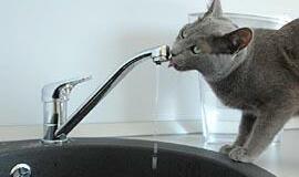 Pirmoji "Vakarų ekspreso" liepa