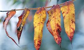 Krizė šeimoje: kaip išsaugoti stabilumą?