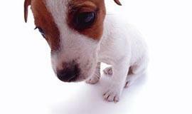 Įsižeidę klientai labiau vertina atsiprašymą nei piniginę kompensaciją