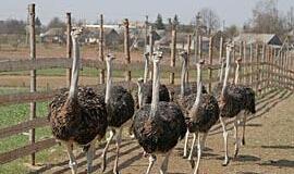 Lietuviams pinigus uždirba ir sliekai, sraigės ar stručiai