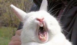 Austrų vairuotojai - zuikių žudikai, vokiečiai - varlių