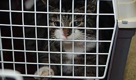 Benamių kačių populiacija mažės humaniškai