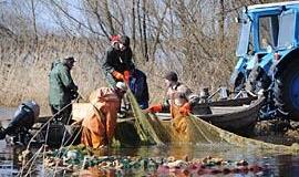 Vandens paukščiai žmonių veidais