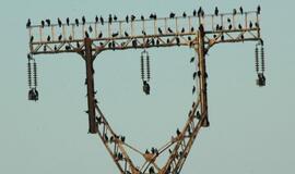 Neringos kormoranams - saliutai