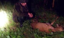 Šilalės rajone - nelegali stirnos medžioklė