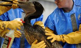 Kovoje su naftos dėme JAV sulaukė pagalbos pasiūlymų iš keliolikos užsienio šalių