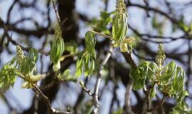 Šiandien - gegužės 5-oji