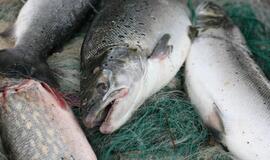 Brakonierius iš Tauragės įkliuvo vos užmetęs tinklus