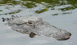 Šiaurės Amerikos pakrantė