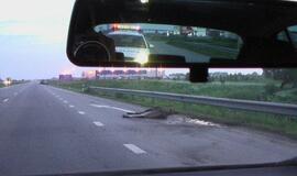Kelyje Klaipėda-Palanga mašinos užmušė briedžių porelę
