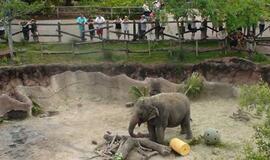 Šiaurės Amerikos pakrantė