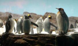 Šiaurės Amerikos pakrantė