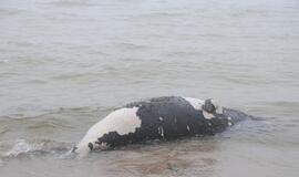 Giruliuose rastas negyvas jūros išmestas ruonis