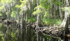 Šiaurės Amerikos pakrantė