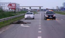 Kelyje Klaipėda-Palanga mašinos užmušė briedžių porelę