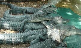 Šiaurės Amerikos pakrantė