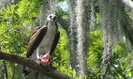 Šiaurės Amerikos pakrantė