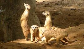 Šiaurės Amerikos pakrantė