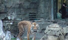 Šiaurės Amerikos pakrantė