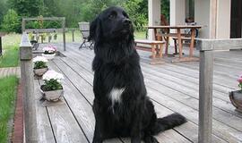 Princo ir elgetos istorija