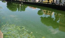 Danės upė mėlynuoja