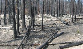 Miškininkai ruošiasi galimų gaisrų bangai