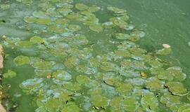 Danės upė mėlynuoja