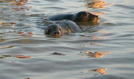Šeši ruoniukai sugrįžo į Baltijos jūrą