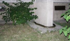 Kalnupės gatvėje naktį rastas smauglys