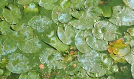 Danės upė mėlynuoja