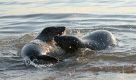 Šeši ruoniukai sugrįžo į Baltijos jūrą