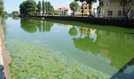 Danės upė mėlynuoja