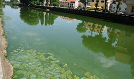 Danės upė mėlynuoja