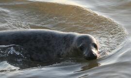 Šeši ruoniukai sugrįžo į Baltijos jūrą