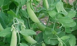 Amerikiečio plaučiuose išaugo žirnis