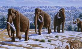 Mamutai išnyko ne dėl žmonių kaltės, teigia mokslininkai