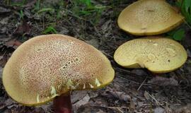 Neringoje atsirado nematytų grybų