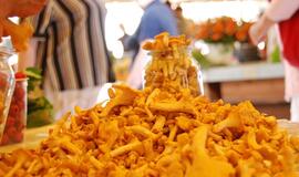 Saulėje įkaitę grybai gali būti pavojingi